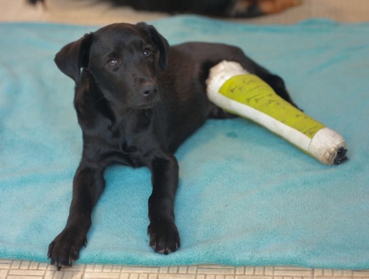 Orthopedic Veterinarians in $City